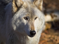 Arctic Wolf 039
